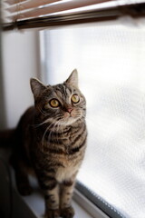 窓辺に座るキジトラ猫