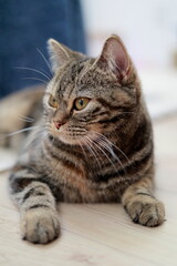 室内で座るキジトラ猫の横顔