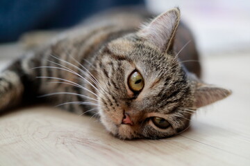 横になってくつろぐキジトラ猫のアップ