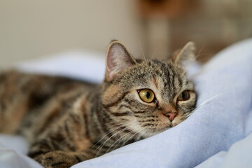 室内でリラックスするキジトラ猫の横顔