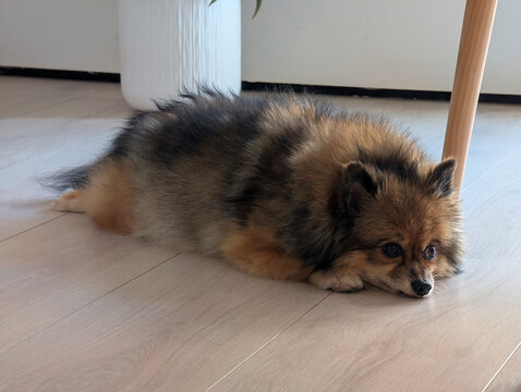 Pomerania hembra sable naranja tumbada relajada en suelo interior de madera. Tranquilo, hogar, mascota, animal dom&eacute;stico, perro de raza peque&ntilde;a toy, spitz, compa&ntilde;&iacute;a, acogedor, estilo de vida.	