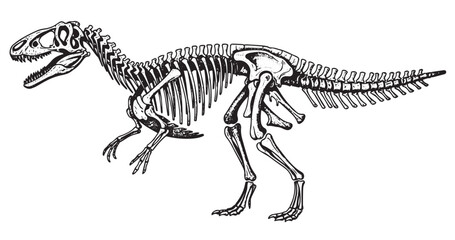 Fototapeta premium Dinosaur fossil anatomy sketch in scientific engraved illustration style