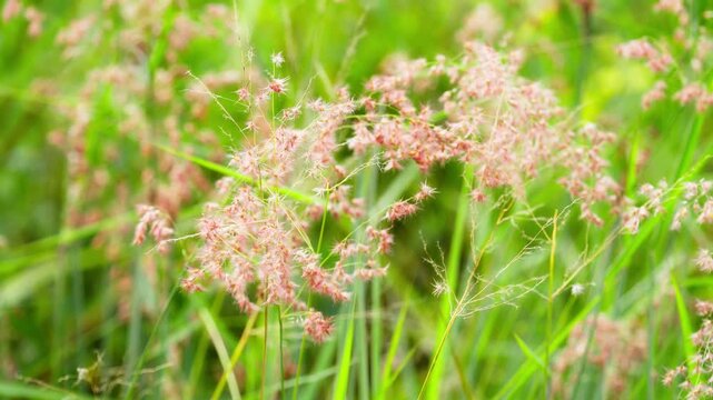 Beautiful Pink Cogon Grass Flower in Nature