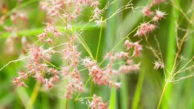 Beautiful Pink Cogon Grass Flower in Nature
