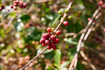 Coffee branch with red coffee seeds on plantation