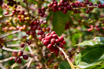 Coffee branch with red coffee seeds on plantation