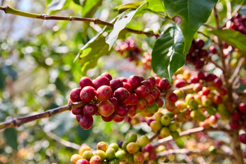 Coffee branch with red coffee seeds on plantation