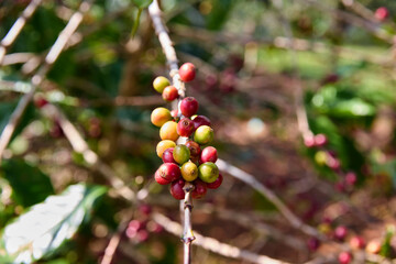 Coffee branch with red coffee seeds on plantation