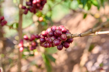 Coffee branch with red coffee seeds on plantation