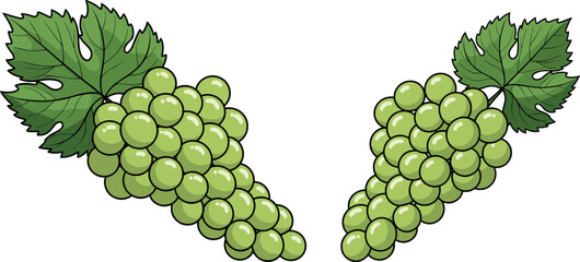 Fresh green grapes bunches vector illustration with leaves isolated on white background for wine juice and organic food.