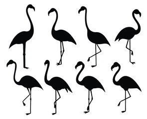 Fototapeta premium isolated flamingos silhouettes in various poses on white