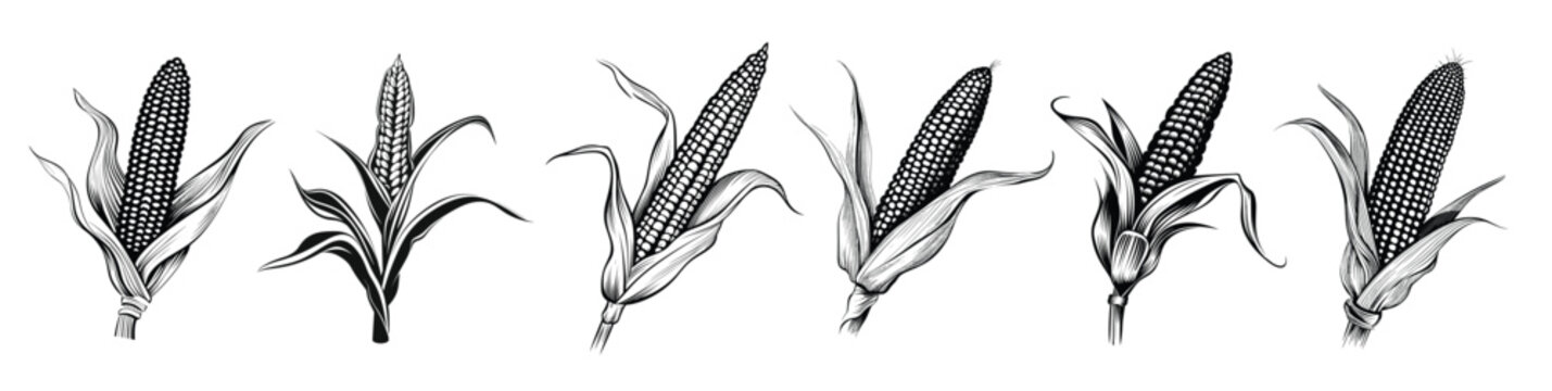 corn silhouette icon isolated corn icon black and white