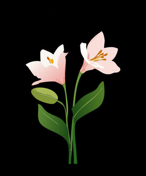Dark dramatic white lily flower plant with green leaves for an artistic and modern botanical nature illustration
