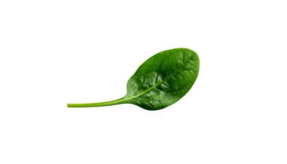 Isolated vibrant green spinach leaf with stem on a black background