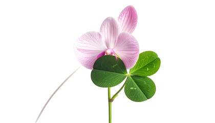 A delicate pink orchid bloom alongside a vibrant green four-leaf clover, set against black