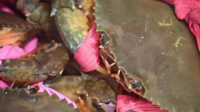 Bundled Mud Crabs