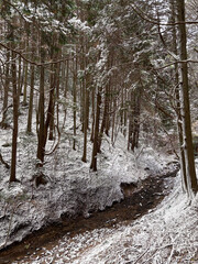 雪のある森林