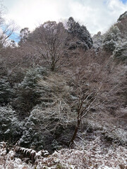 雪の被った雑木林