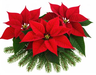 Vibrant red flowers with green leaves and evergreen, isolated on white