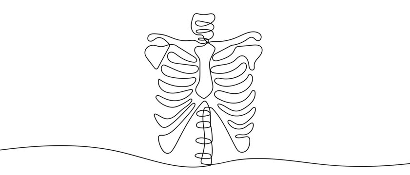 A single, continuous line of art: a human rib cage. line art Vector drawing style on a transparent background Editable stroke.