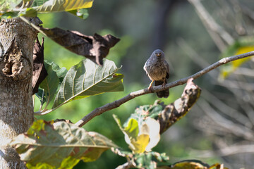 Jungle Babbler perched on a dry tree branch against a soft blurred green background in the wild.