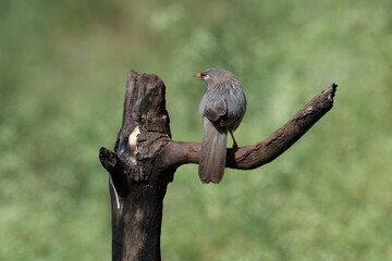 Jungle Babbler perched on a dry tree branch against a soft blurred green background in the wild.
