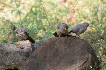 A group of Jungle Babbler perched on a dry tree branch against a soft blurred green background in the wild.