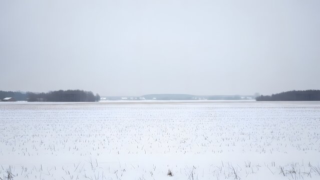 A serene winter landscape with snow-covered field and distant trees under a gray sky viewed from a slight elevation