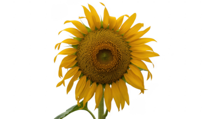 Close-up of a large yellow sunflower nature plant isolated on a transparent background
