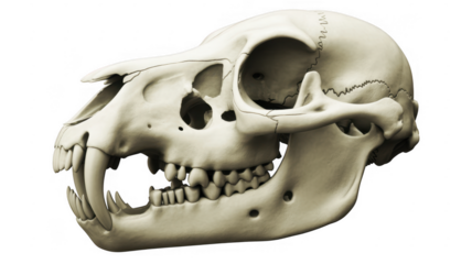 Close-up of a large animal skull with visible teeth and jawbone structure isolated on a transparent background