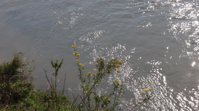 High view of flowing blue water of the Dismal River with sun sparkles and yellow wildflowers in central Nebraska