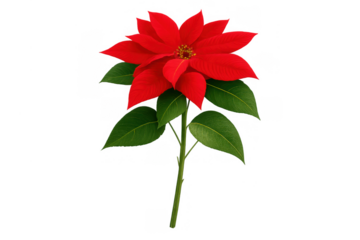 Poinsettia flower with red bracts and green leaves, symbolizing christmas and winter holiday traditions, transparent background