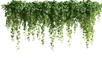 Lush, dense ivy foliage cascading, top-aligned