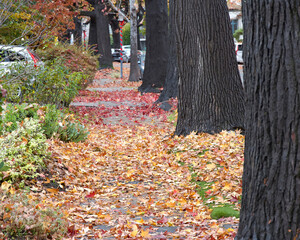 Neighborhood view of sidewalk lined in tall sweet gum trees, leaves covering the sidewalk. Wet and slippery.