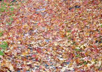 Close up on sidewalk obscured by fallen leaves after a heavy rain, still wet.