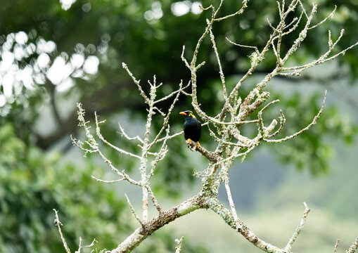 single wild myna on a tree, from Nelliyampathy, june 2025