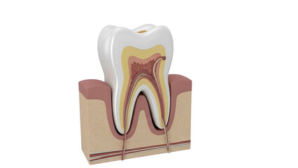 Detailed cross-section of a human molar tooth illustrating dental anatomy for educational purposes