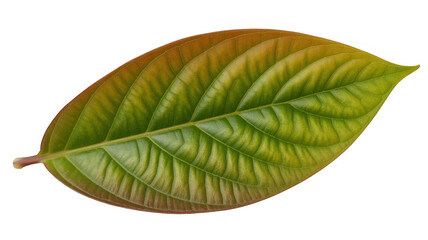 Green and yellow leaf plant nature isolated on a transparent background