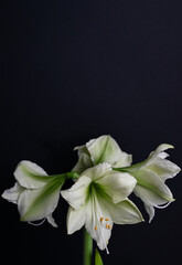Close up of White and Light Green Amaryllis Flower on Black Background © Anna Hoychuk