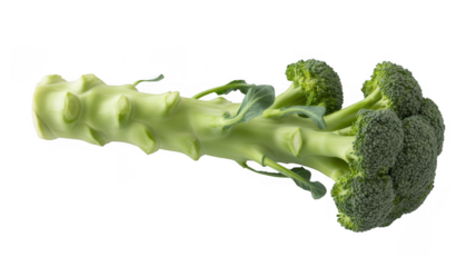Green broccoli floret green vegetable isolated on a transparent background