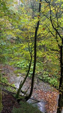 River covered in fallen copper leaves autumn fall season canopy in Switzerland