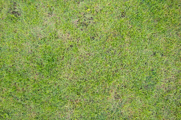 Natural green grass texture background close up