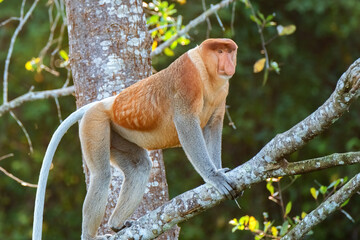 Fototapeta premium Male Proboscis Monkey (Nasalis larvatus), Kinabatangan River, Sabah, Borneo, Malaysia