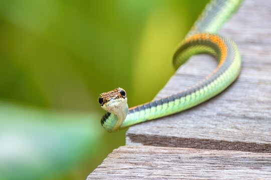 Painted Bronzeback (Dendrelaphis pictus), a non-venomous arboreal colubrid, Kinabatangan River, Sabah, Borneo, Malaysia
