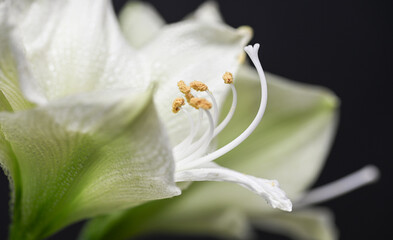 Obraz premium Close up of White and Green Amaryllis Flower