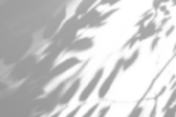 Abstract natural tree branch leaves shadow on white wall background