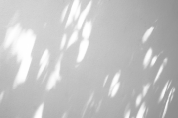 Abstract natural tree branch leaves shadow on white wall background