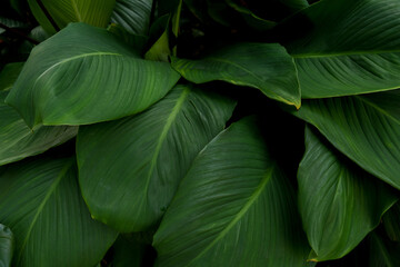 Leaves in the park concept dark green black background image(PHOTO)