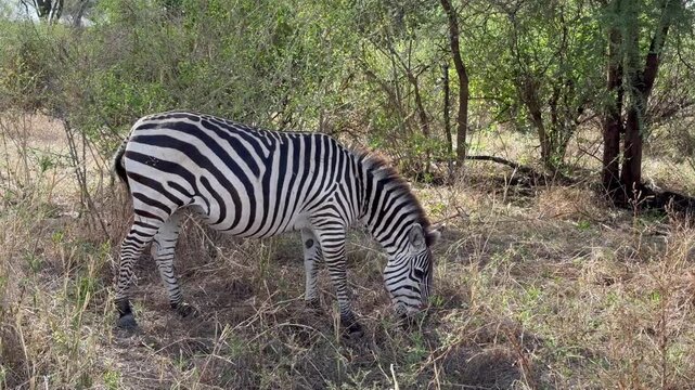 Grant's zebra (Equus burchelli boehmi) with an unusual pattern on the back in Tarangire National Park, Tanzania.