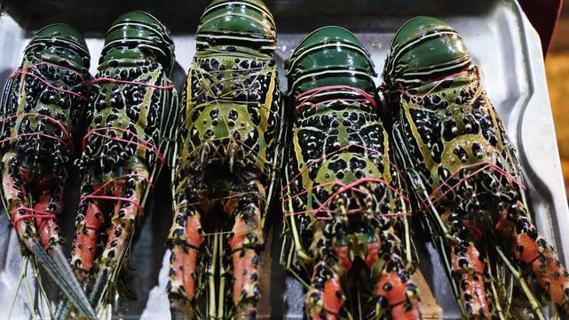 fresh caught lobsters arranged in row at fish market stall